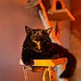 black_cat, cat, indoor, wooden_platform, cat_tree, yellow_eyes, pet, feline, animal, relaxed, warm_lighting, soft_background, closeup, fur, whiskers, paw, domestic_cat, resting, cozy, house_pet