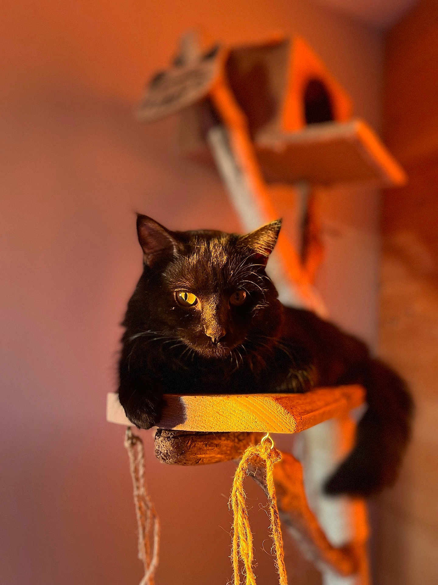 Skylar participe au concours pour gagner de l'argent avec cette photo : black_cat, cat, indoor, wooden_platform, cat_tree, yellow_eyes, pet, feline, animal, relaxed, warm_lighting, soft_background, closeup, fur, whiskers, paw, domestic_cat, resting, cozy, house_pet