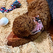 Mocha joined the competition — help win amazing prizes! puppy, dog, brown, curly_fur, pink_harness, chewing, toy, braided_toy, plush_bone, rug, shaggy_rug, floor, wooden_floor, indoor, pet, playful, cozy, animal, young_dog, domestic