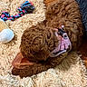 puppy, dog, brown, curly_fur, pink_harness, chewing, toy, braided_toy, plush_bone, rug, shaggy_rug, floor, wooden_floor, indoor, pet, playful, cozy, animal, young_dog, domestic