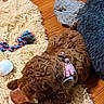 Mocha joined the competition — help win amazing prizes! puppy, dog, brown, curly_fur, toy, chewing, harness, pink, rug, shaggy, cream, floor, wooden_floor, cushion, gray_cushion, blue_cushion, rope_toy, indoor, pet, playful