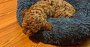 Mocha is registered to the contest to win money with this photo: puppy, dog, sleeping, curly_fur, pet_bed, blue_bed, wooden_floor, cozy, animal, fur, resting, indoors, cute, small_dog, domestic_animal, curled_up, nap, furry, bed, sleep