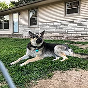 Loki joined the competition — help win amazing prizes! animal, canine, collar, daylight, dog, domestic_animal, door, fence, german_shepherd, grass, guard, house, mammal, nature, outdoor, pet, resting, suburb, window, yard
