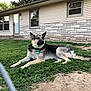 animal, canine, collar, daylight, dog, domestic_animal, door, fence, german_shepherd, grass, guard, house, mammal, nature, outdoor, pet, resting, suburb, window, yard