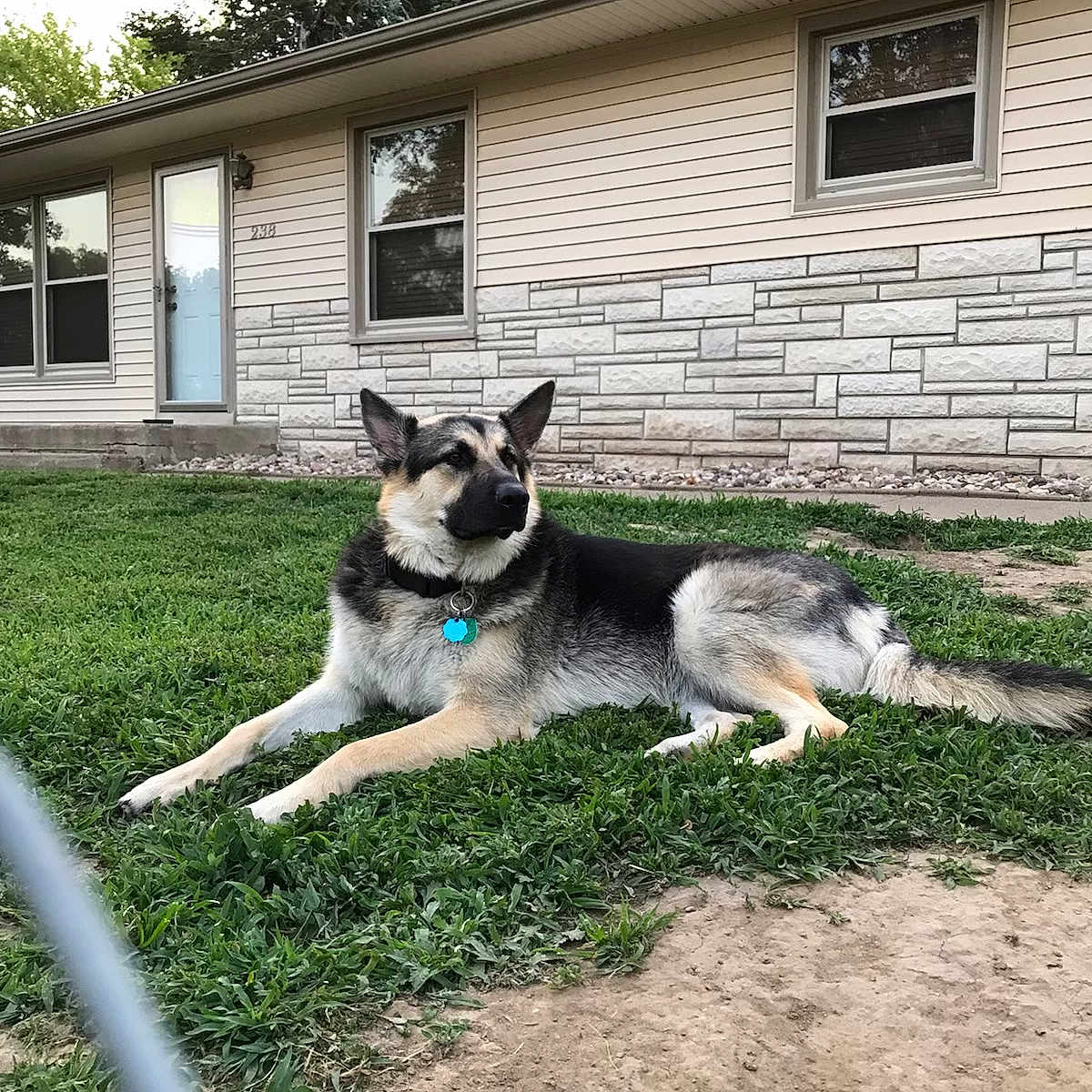 Loki joined the competition — help win amazing prizes! animal, canine, collar, daylight, dog, domestic_animal, door, fence, german_shepherd, grass, guard, house, mammal, nature, outdoor, pet, resting, suburb, window, yard