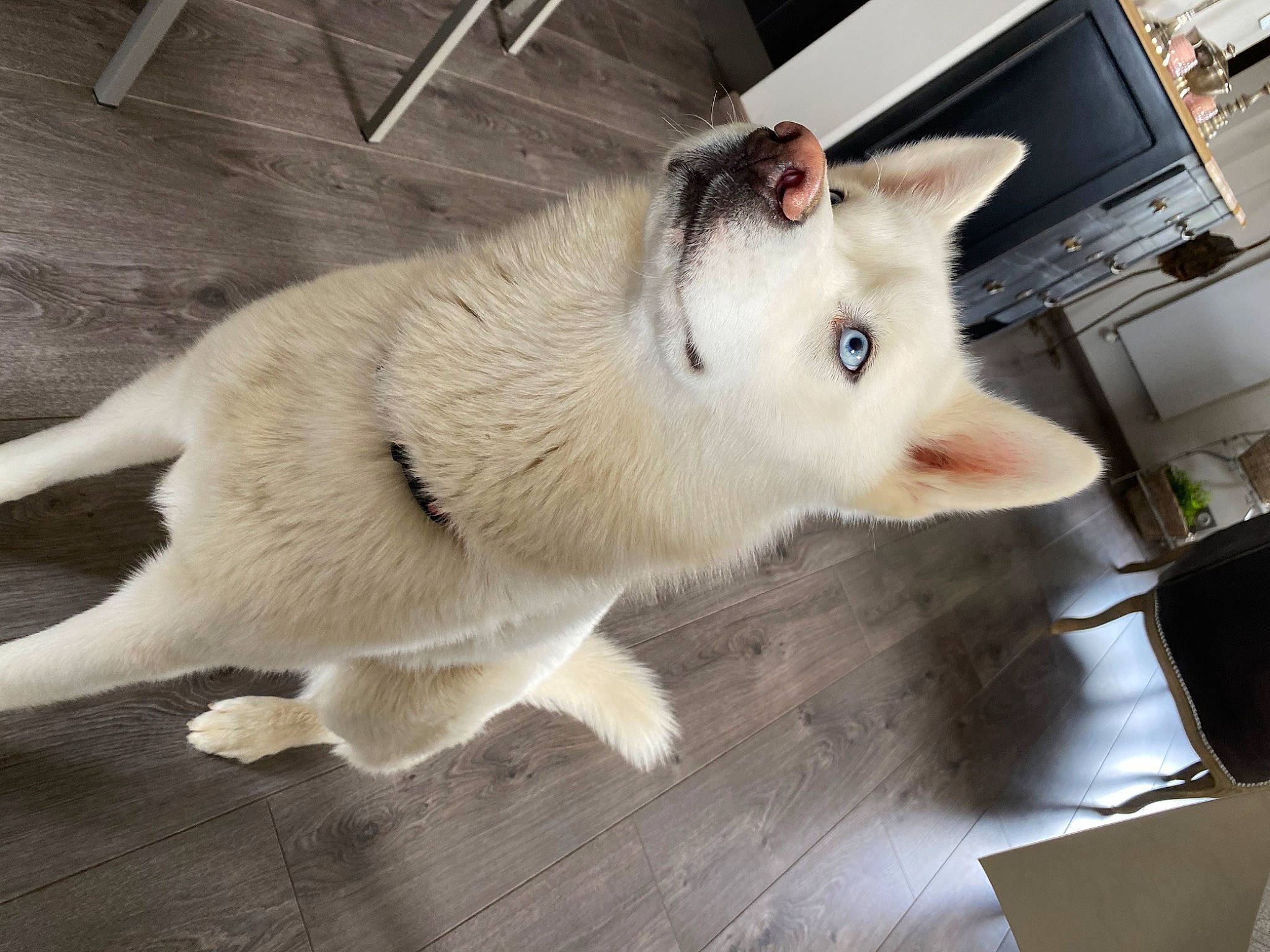 Kyubi participe au concours pour gagner de l'argent avec cette photo : canidae, carnivore, companion_dog, dog, dog_breed, domestic_short_haired_cat, fawn, felidae, flooring, fur, hardwood, non_sporting_group, paw, small_to_medium_sized_cats, snout, tail, terrestrial_animal, whiskers, wood, working_dog