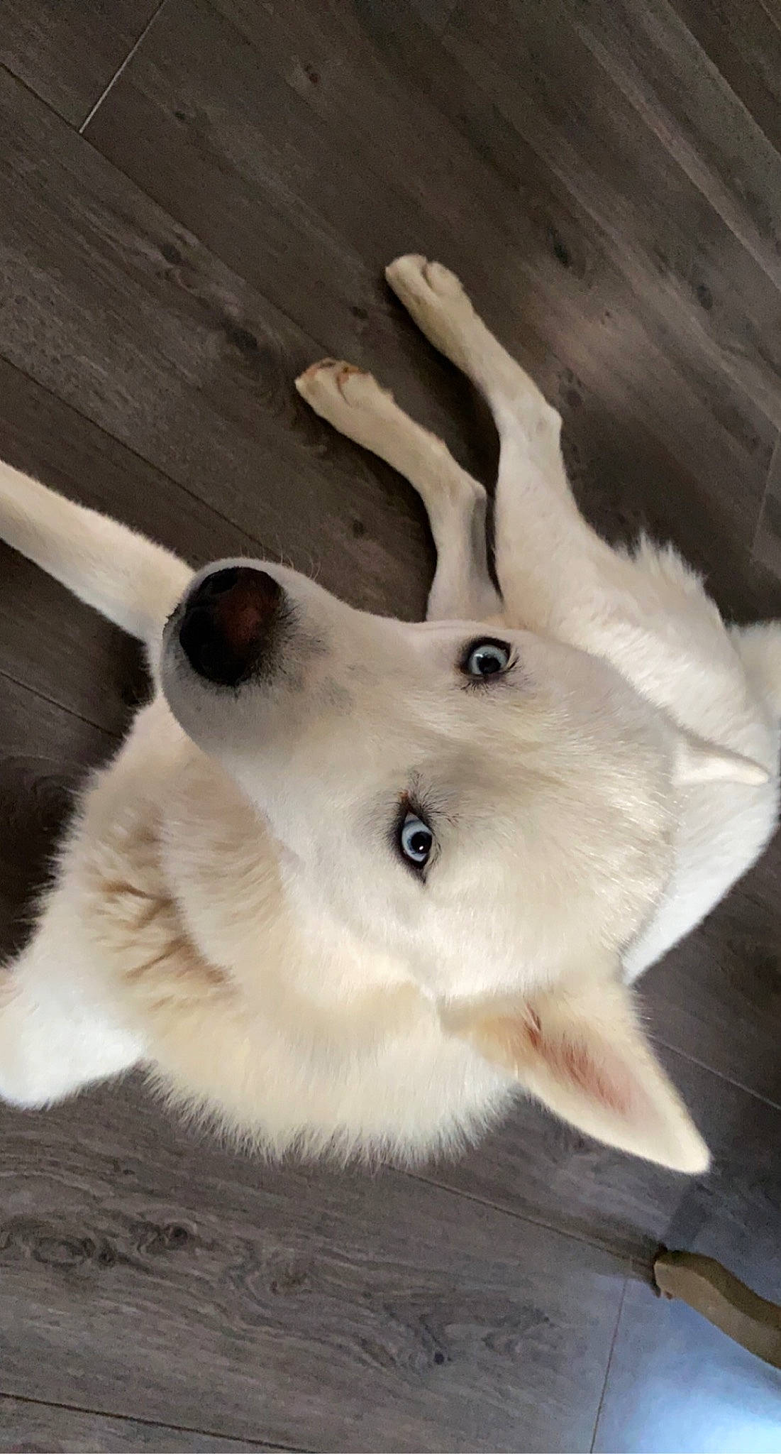 Kyubi participe au concours pour gagner de l'argent avec cette photo : canidae, carnivore, companion_dog, dog, dog_breed, ear, fawn, fur, gesture, japanese_spitz, jaw, paw, snout, sporting_group, tail, whiskers, wildlife, wing, wood, working_animal