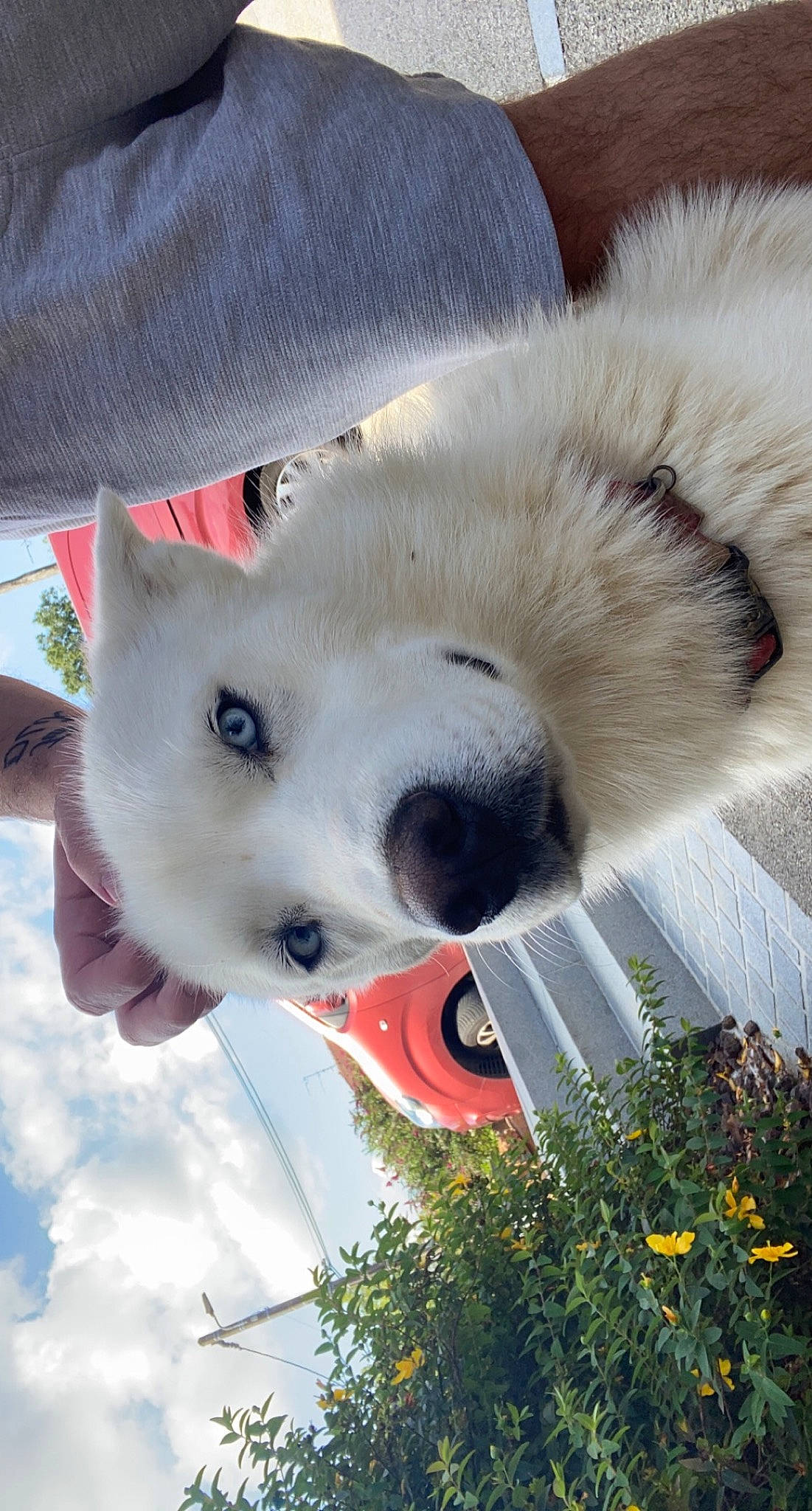 Kyubi participe au concours pour gagner de l'argent avec cette photo : canidae, carnivore, collar, companion_dog, dog, dog_breed, dog_collar, fawn, flower, fur, mammal, non_sporting_group, plant, samoyed, snout, sporting_group, vertebrate, whiskers, working_animal, working_dog