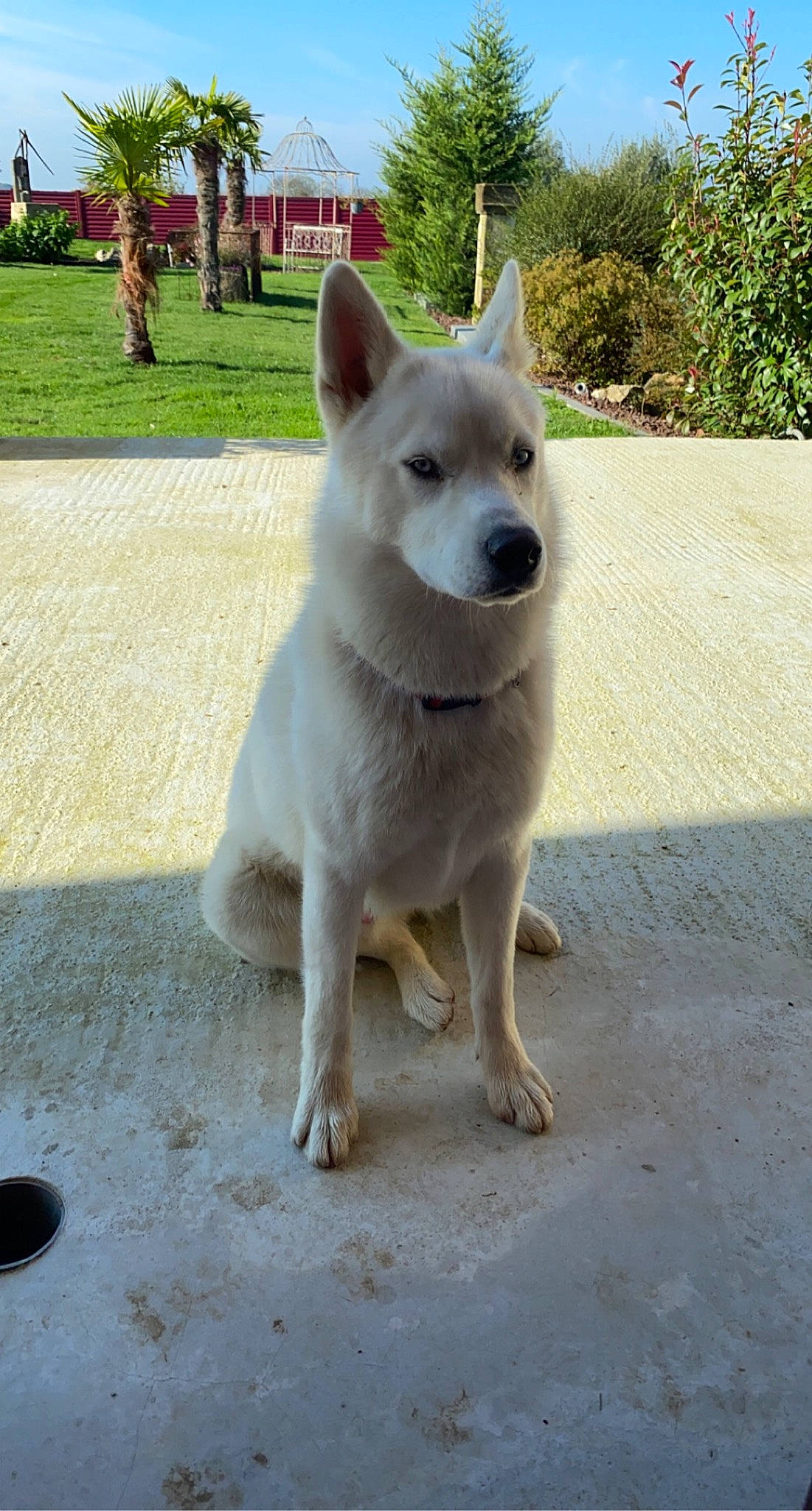 Kyubi a rejoint le concours — aidez-le/la à gagner de superbes lots ! ancient_dog_breeds, canidae, canis, carnivore, collar, companion_dog, dog, dog_breed, dog_supply, fawn, plant, road_surface, sky, snout, sporting_group, tableware, tail, tree, working_animal, working_dog