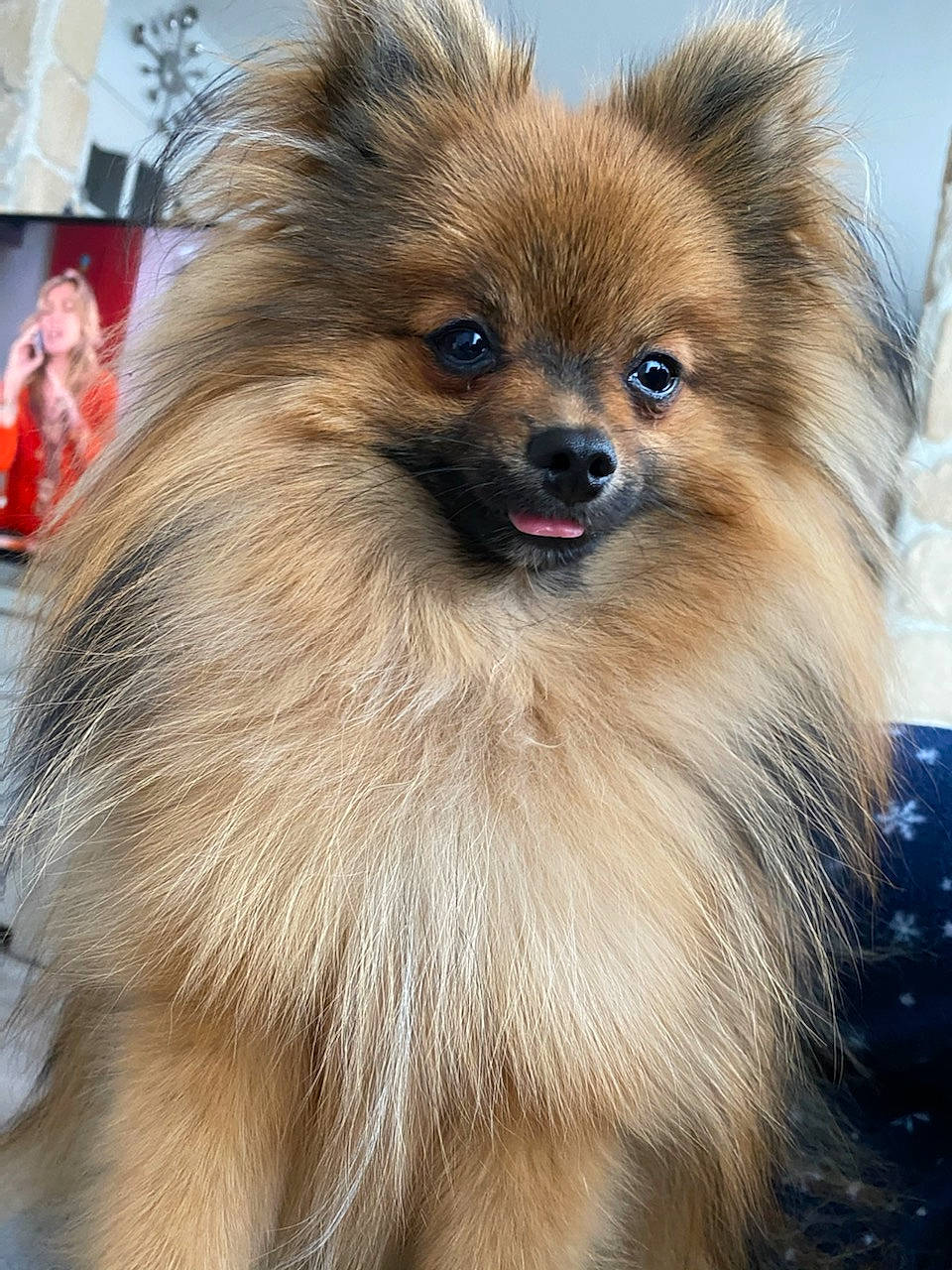 Rebel participe au concours pour gagner de l'argent avec cette photo : canidae, carnivore, companion_dog, dog, dog_breed, dog_supply, fawn, fur, german_spitz, german_spitz_klein, iris, liver, smile, snout, spitz, sporting_group, toy_dog, volpino_italiano, whiskers, working_animal