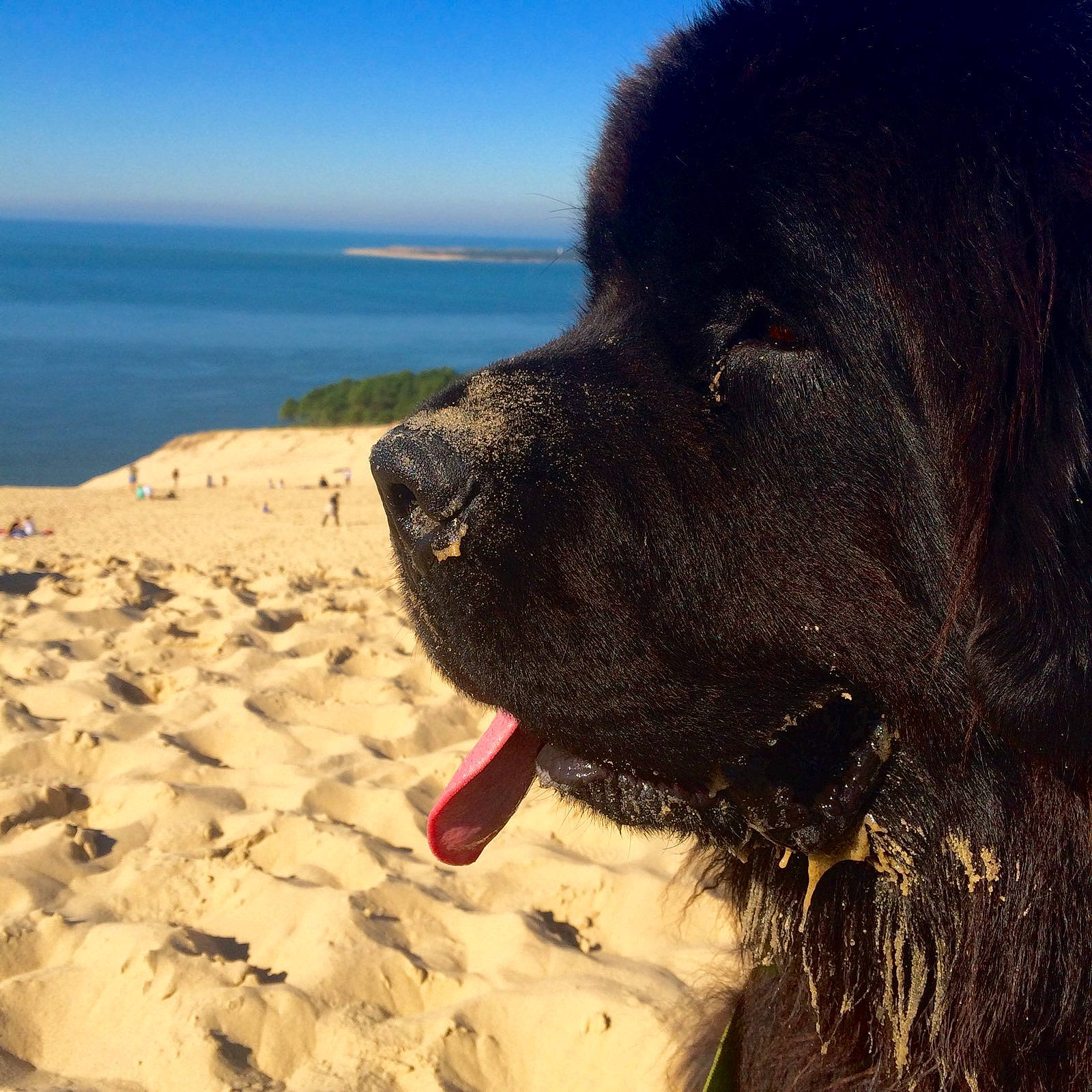 Lasko a rejoint le concours — aidez-le/la à gagner de superbes lots ! beach, borador, canidae, carnivore, companion_dog, dog, dog_breed, dog_collar, fawn, fur, giant_dog_breed, gun_dog, landscape, retriever, sand, singing_sand, sky, snout, water, working_animal