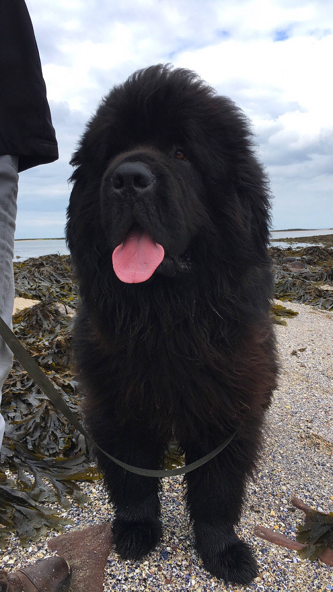 Lasko a rejoint le concours — aidez-le/la à gagner de superbes lots ! canidae, carnivore, cloud, companion_dog, dog, dog_breed, fur, gaddi_kutta, giant_dog_breed, non_sporting_group, sky, snout, sporting_group, terrestrial_animal, tibetan_mastiff, working_animal, working_dog