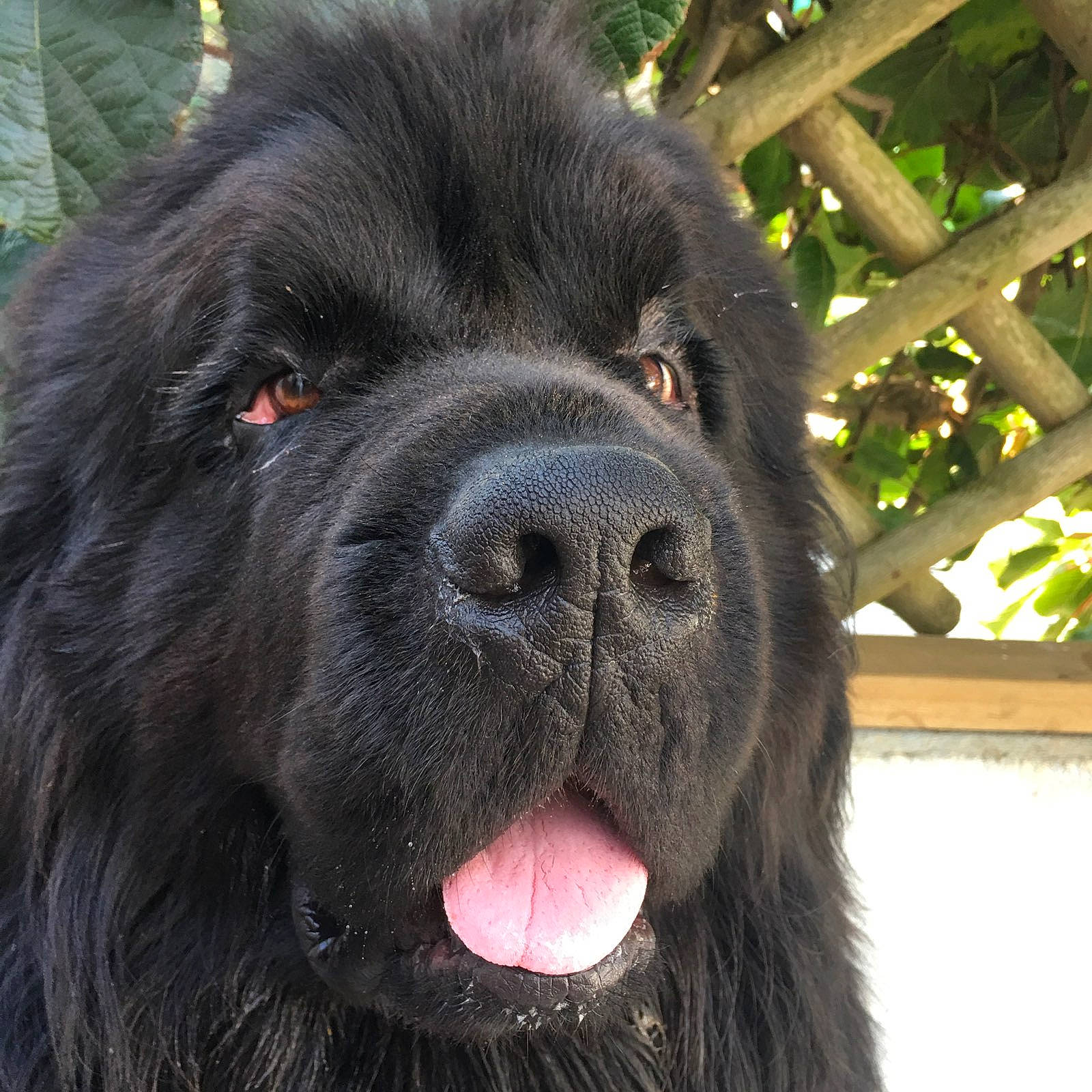 Lasko participe au concours pour gagner de l'argent avec cette photo : ancient_dog_breeds, borador, canidae, carnivore, collar, companion_dog, dog, dog_breed, dog_collar, fur, giant_dog_breed, liver, non_sporting_group, snout, sporting_group, terrestrial_animal, whiskers, working_animal