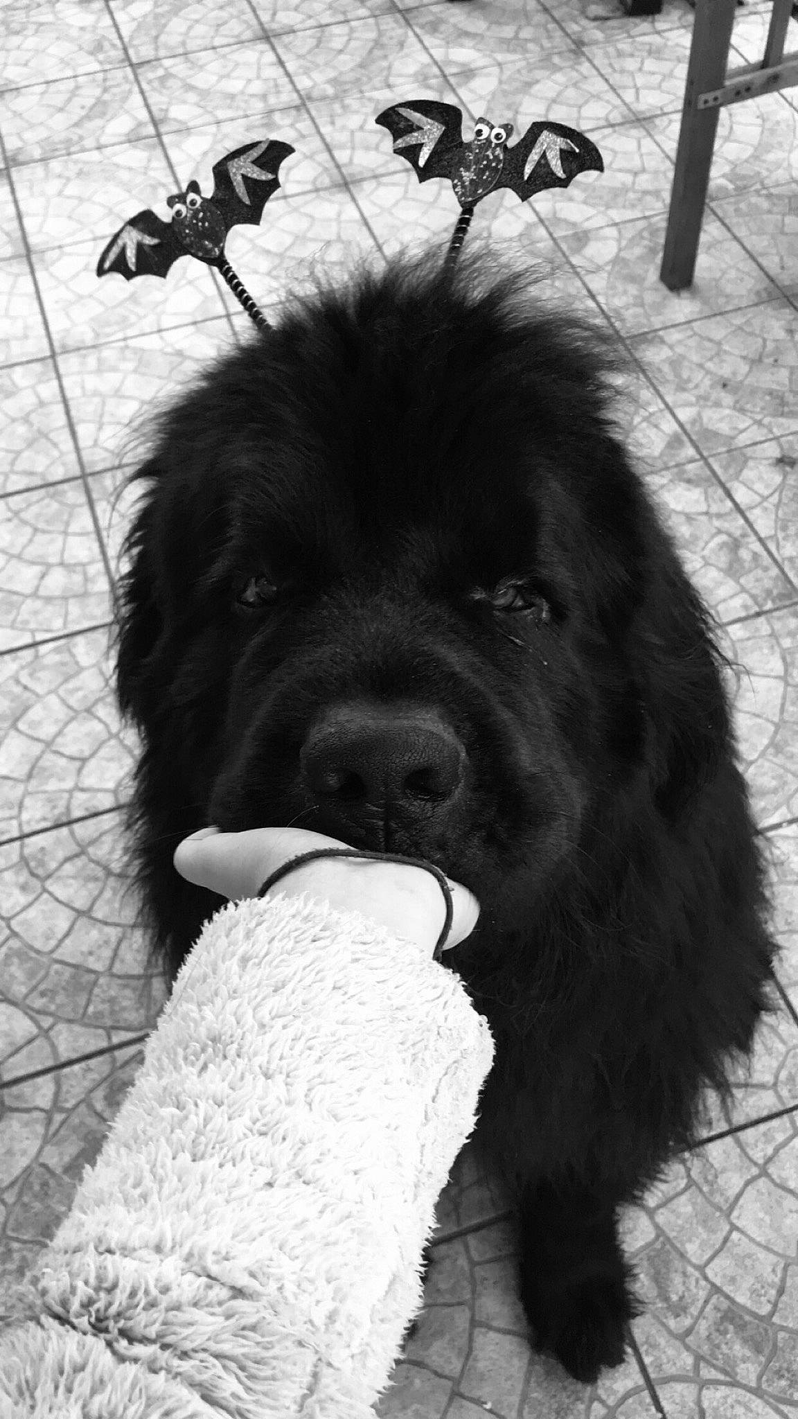 Lasko a rejoint le concours — aidez-le/la à gagner de superbes lots ! black, black_and_white, canidae, carnivore, companion_dog, dog, dog_breed, fur, giant_dog_breed, monochrome, monochrome_photography, photograph, shadow, snout, sporting_group, style, vertebrate, whiskers, white, working_animal