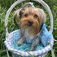 Mollie Mae is registered to the contest to win money with this photo: dog, small_dog, yorkshire_terrier, basket, wicker_basket, blue_outfit, grass, greenery, outdoor, cute, pet, animal, fur, topknot, blue_checkered_fabric, shredded_paper, nature, portrait, sitting, adorable