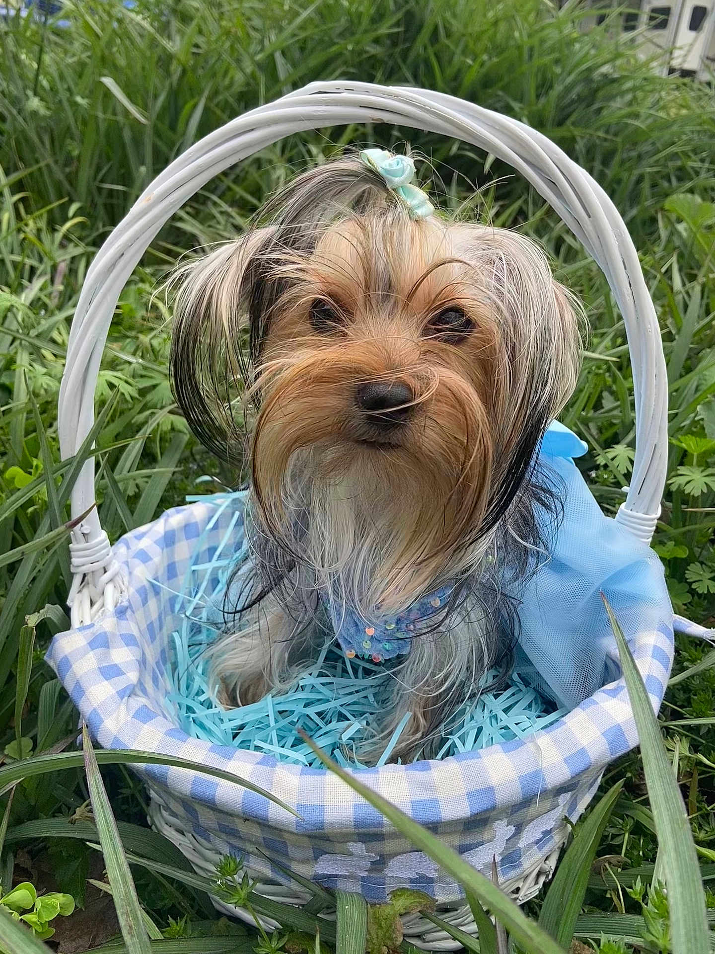 Mollie Mae is registered to the contest to win money with this photo: dog, small_dog, yorkshire_terrier, basket, wicker_basket, blue_outfit, grass, greenery, outdoor, cute, pet, animal, fur, topknot, blue_checkered_fabric, shredded_paper, nature, portrait, sitting, adorable