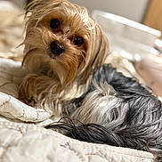 Mollie Mae is registered to the contest to win money with this photo: animal, bed, canine, closeup, companion, cozy, curious, cute, dog, domestic_animal, fluffy, fur, head_tilt, indoor, laying, pet, portrait, quilt, relaxed, small_dog