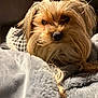 Mollie Mae is registered to the contest to win money with this photo: dog, small_dog, fur, pet, blanket, cozy, indoor, close_up, cute, warm_light, brown_fur, snout, eyes, nose, relaxing, resting, soft_texture, comfort, animal, companion