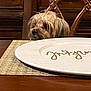 Mollie Mae is registered to the contest to win money with this photo: dog, small_dog, fluffy, table, placemat, plate, wooden_chair, wooden_table, cabinet, indoor, pet, curious, home, furniture, brown, decor, closeup, candid, animal, domestic