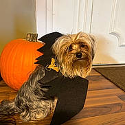 Mollie Mae joined the competition — help win amazing prizes! dog, bat_wings, pumpkin, wooden_floor, costume, halloween, pet, indoor, cute, small_dog, fur, decor, orange, black, flooring, holiday, animal, door, posing, celebration