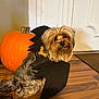 dog, bat_wings, pumpkin, wooden_floor, costume, halloween, pet, indoor, cute, small_dog, fur, decor, orange, black, flooring, holiday, animal, door, posing, celebration