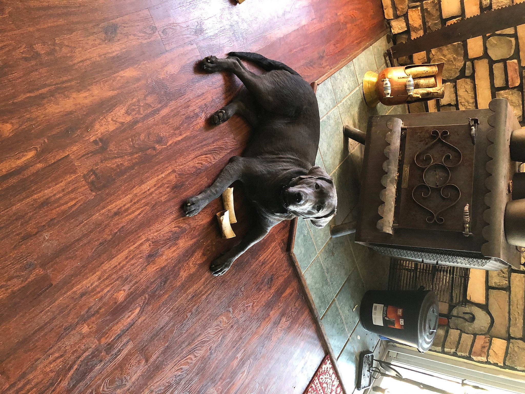 Thor is registered to the contest to win money with this photo: art, bronze, bronze_sculpture, brown, carnivore, flooring, font, hardwood, laminate_flooring, metal, pc_game, plank, plywood, room, sculpture, varnish, wood, wood_flooring, wood_stain, working_animal