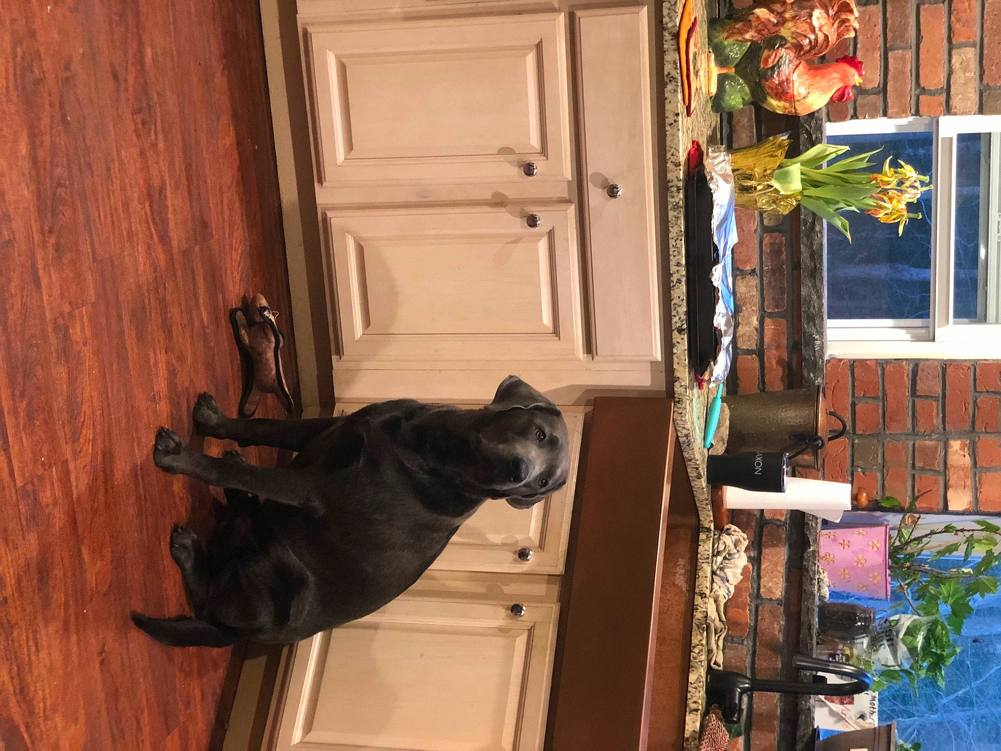 Thor joined the competition — help win amazing prizes! brown, building, carnivore, dog_breed, door, door_handle, facade, flowerpot, hardwood, home_door, house, houseplant, plant, room, siding, tail, varnish, window, wood, wood_stain