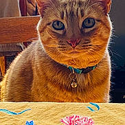 Johnny Red joined the competition — help win amazing prizes! cat, ginger_cat, collar, bell, indoor, furniture, wooden_chair, tablecloth, floral_pattern, close_up, pet, animal, whiskers, ears, fur, domestic_cat, portrait, sitting, calm, cozy