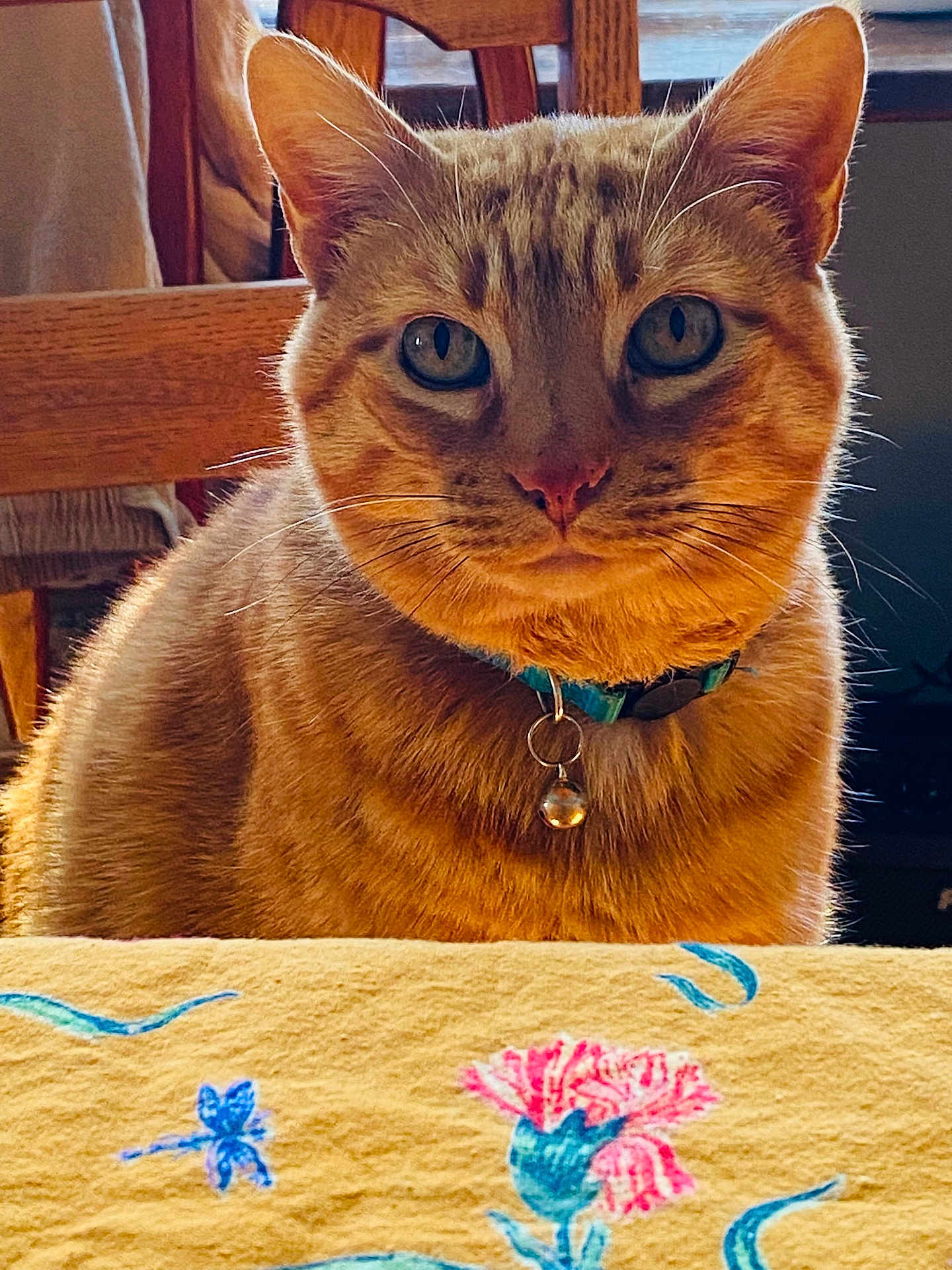 Johnny Red joined the competition — help win amazing prizes! cat, ginger_cat, collar, bell, indoor, furniture, wooden_chair, tablecloth, floral_pattern, close_up, pet, animal, whiskers, ears, fur, domestic_cat, portrait, sitting, calm, cozy