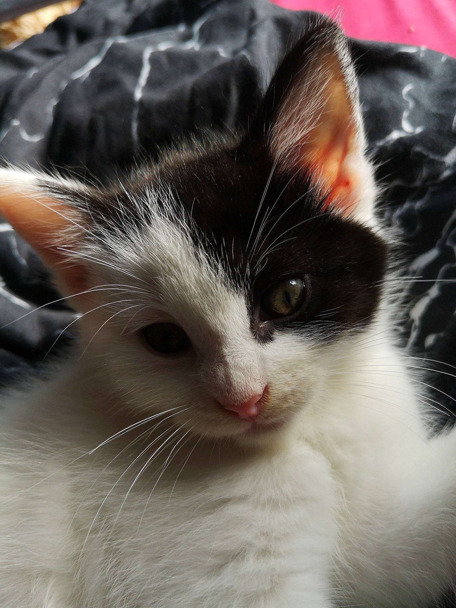 Set joined the competition — help win amazing prizes! carnivore, cat, comfort, domestic_short_haired_cat, eye, felidae, fur, head, paw, small_to_medium_sized_cats, snout, tail, whiskers