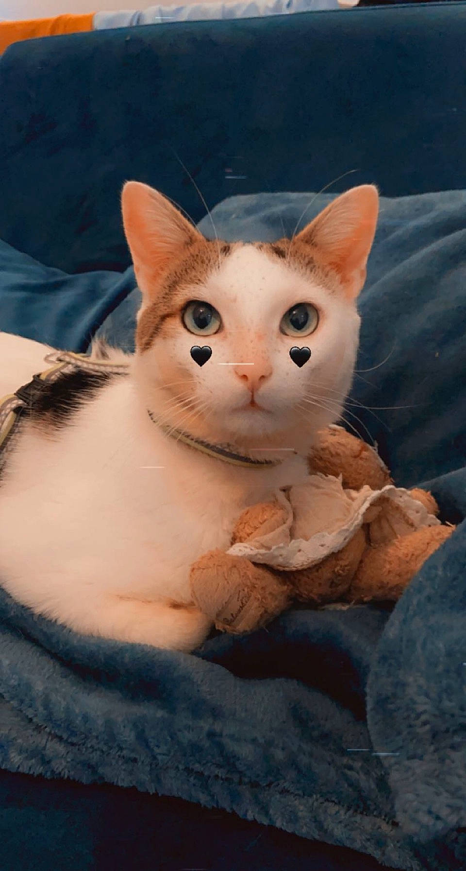 Méliodas participe au concours pour gagner de l'argent avec cette photo : art, carnivore, cat, domestic_short_haired_cat, ear, fawn, felidae, fur, mammal, paw, small_to_medium_sized_cats, snout, tail, vertebrate, whiskers, window