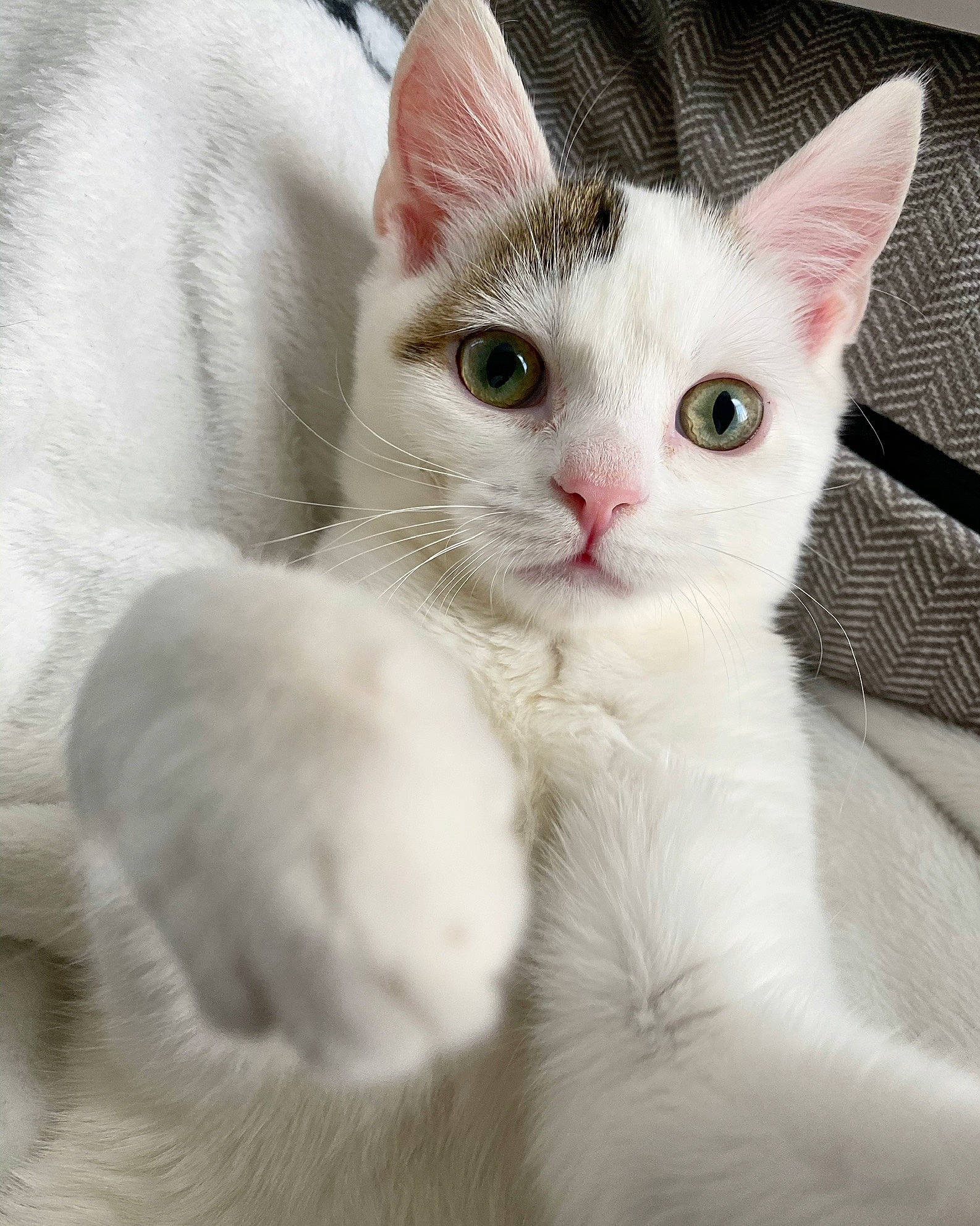 Moogle is registered to the contest to win money with this photo: carnivore, cat, claw, comfort, facial_expression, felidae, fur, iris, paw, small_to_medium_sized_cats, snout, vertebrate, whiskers