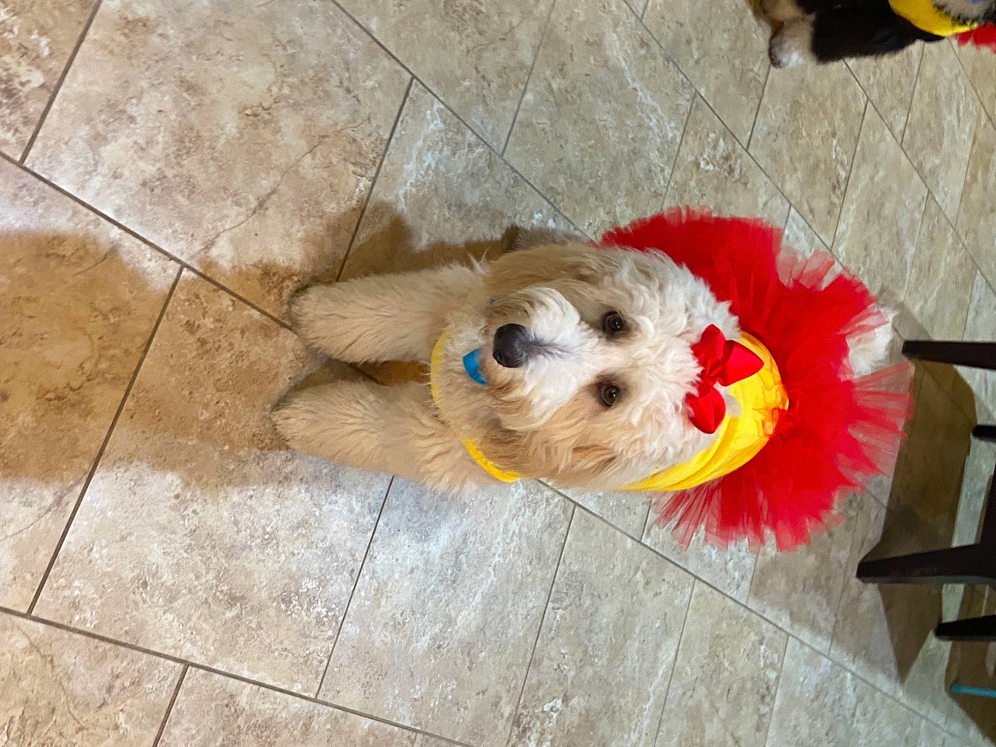 Brees joined the competition — help win amazing prizes! canidae, carnivore, companion_dog, concrete, dog, dog_breed, dog_clothes, dog_collar, dog_supply, flooring, fur, hardwood, leash, pet_supply, sporting_group, tail, tile_flooring, toy, toy_dog, wood