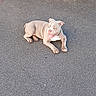 Dior participe au concours pour gagner de l'argent avec cette photo : dog, puppy, bulldog, lying_down, outdoor, asphalt, sidewalk, road, plant, succulent, garden, pink_nose, tongue_out, floppy_ears, short_hair, gray_coat, white_chest, pet, cute, portrait