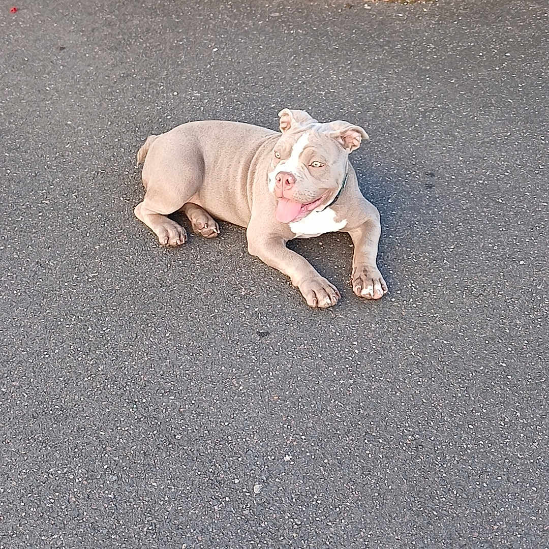Dior participe au concours pour gagner de l'argent avec cette photo : dog, puppy, bulldog, lying_down, outdoor, asphalt, sidewalk, road, plant, succulent, garden, pink_nose, tongue_out, floppy_ears, short_hair, gray_coat, white_chest, pet, cute, portrait