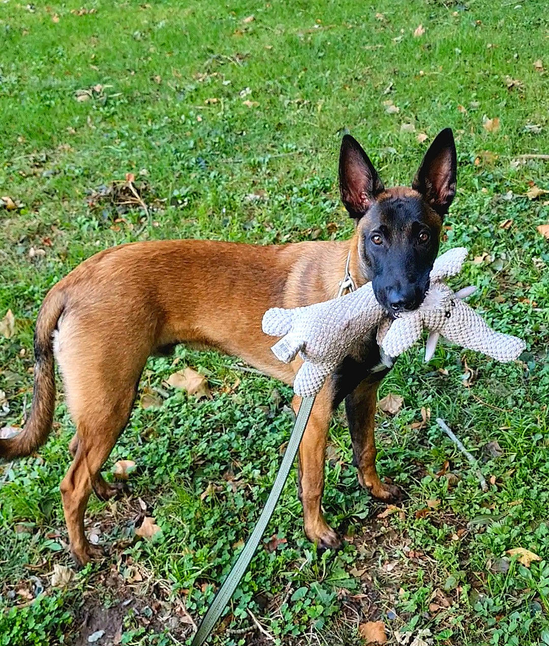 Uther participe au concours pour gagner de l'argent avec cette photo : ancient_dog_breeds, canidae, carnivore, companion_dog, dog, dog_breed, dog_supply, fawn, grass, hunting_dog, non_sporting_group, snout, sporting_group, tail, terrestrial_animal, toy_dog, working_dog