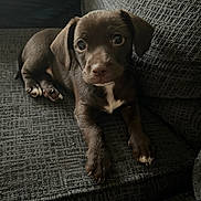 Breeze is registered to the contest to win money with this photo: animal, brown, companion, couch, cute, dog, ears, fur, indoor, looking_at_camera, lying_down, nose, paws, pet, puppy, small, soft, texture, whiskers, young