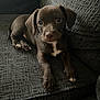 animal, brown, companion, couch, cute, dog, ears, fur, indoor, looking_at_camera, lying_down, nose, paws, pet, puppy, small, soft, texture, whiskers, young