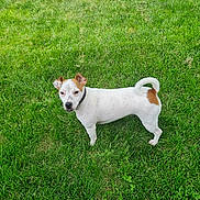 Sassy joined the competition — help win amazing prizes! accessories, animal, ball, bulldog, canine, chihuahua, dog, field, grass, grassland, lawn, nature, outdoors, pet, plant, puppy, strap, summer, terrier, whitedog