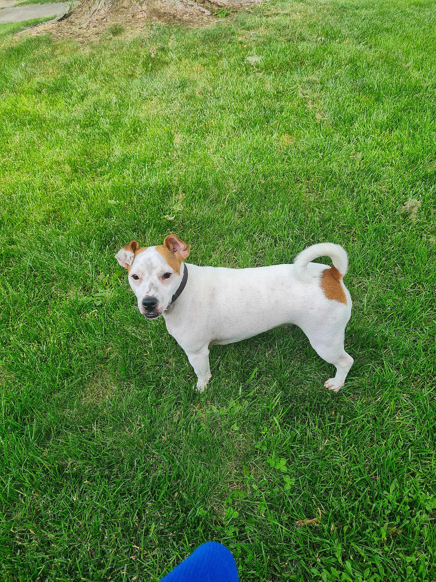 Sassy joined the competition — help win amazing prizes! accessories, animal, ball, bulldog, canine, chihuahua, dog, field, grass, grassland, lawn, nature, outdoors, pet, plant, puppy, strap, summer, terrier, whitedog