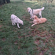 Alaska participe au concours pour gagner de l'argent avec cette photo : animal, bushes, canine, daytime, dog, fur, grass, greenery, harness, laying_down, leash, mammal, nature, outdoor, path, pets, sunlight, three_dogs, trees, walking