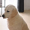 animal, calm, companion, curtain, cute, dog, domestic, floor, fur, golden_retriever, home, indoor, light, natural_light, pet, portrait, quiet, side_view, sitting, window