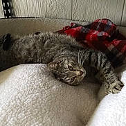 Tigger is registered to the contest to win money with this photo: cat, tabby, pet, animal, bed, blanket, plaid, furry, relaxed, indoor, cozy, sleepy, fur, whiskers, paw, resting, soft, comfort, house, domestic