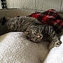 cat, tabby, pet, animal, bed, blanket, plaid, furry, relaxed, indoor, cozy, sleepy, fur, whiskers, paw, resting, soft, comfort, house, domestic