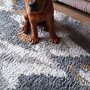 Astro joined the competition — help win amazing prizes! animal, beagle, canine, computerhardware, couch, cushion, dog, electronics, furniture, hardware, homedecor, hound, labradorretriever, monitor, person, pet, puppy, screen, snout, text