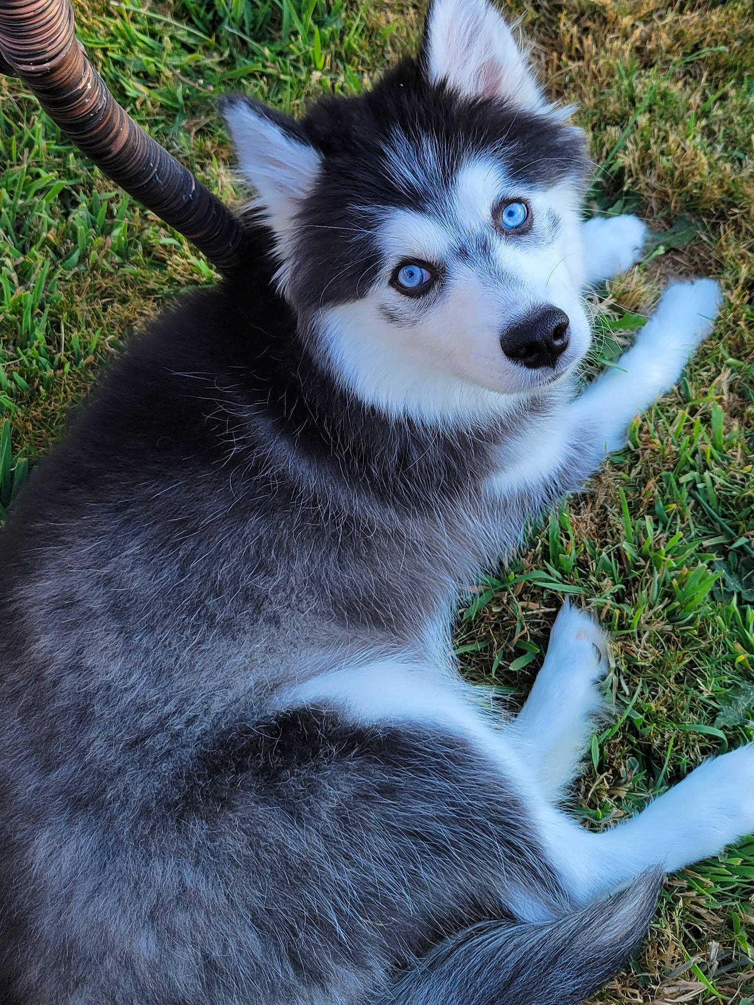 Moana joined the competition — help win amazing prizes! canidae, canis, carnivore, companion_dog, dog, dog_breed, eye, fur, grass, miniature_siberian_husky, plant, sled_dog, snout, sporting_group, terrestrial_animal, whiskers, wildlife, wolf, working_animal, working_dog