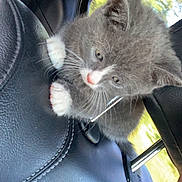 Archer joined the competition — help win amazing prizes! kitten, cat, gray_cat, white_paws, car_interior, car_seat, leather_seat, seat_headrest, window, nature_outside, pet, animal, cute, furry, small_animal, young_cat, climbing, curious, whiskers, indoor
