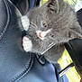 kitten, cat, gray_cat, white_paws, car_interior, car_seat, leather_seat, seat_headrest, window, nature_outside, pet, animal, cute, furry, small_animal, young_cat, climbing, curious, whiskers, indoor