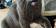 Archer is registered to the contest to win money with this photo: cat, gray_cat, white_paws, yellow_eyes, pink_nose, carpet, indoor, pet, feline, curious, playful, household, cat_tree, whiskers, close_up, fur, tabby, mammal, paw, domestic_animal