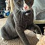 cat, gray_cat, white_paws, yellow_eyes, pink_nose, carpet, indoor, pet, feline, curious, playful, household, cat_tree, whiskers, close_up, fur, tabby, mammal, paw, domestic_animal